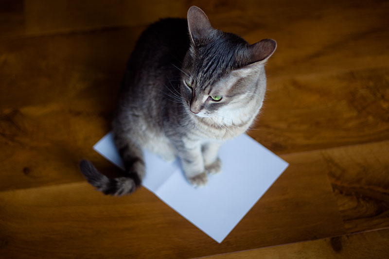 Why Do Cats Like to Sit & Lay on Paper? 8 Theories - What's Yours?