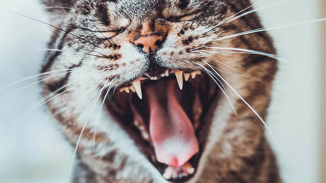 Why Do Cats Hiss?