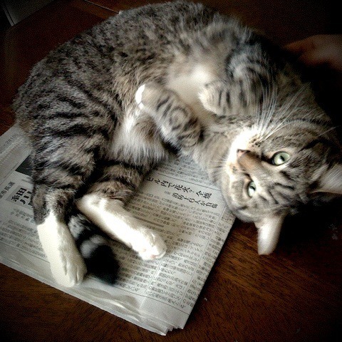 Why Do Cats Lay On Paper? An Intriguing Habit Of Cats