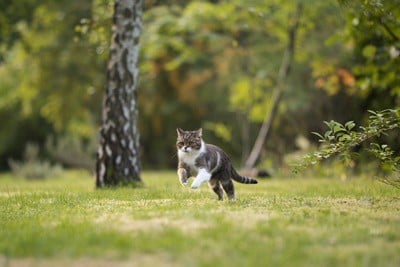 Why Does My Cat Keep Running Away From Me?