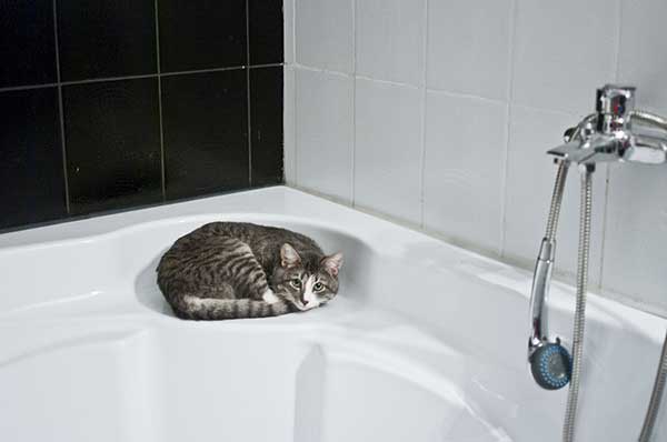 Why Does My Cat Watch Me Shower? (5 Reasons)