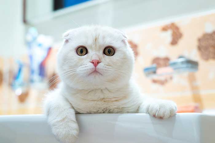 Why Does My Cat Watch Me Shower? (5 Reasons)