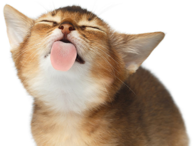 Why Do Some Cats Lick Themselves When You Pet Them? | PurrfectPost.com