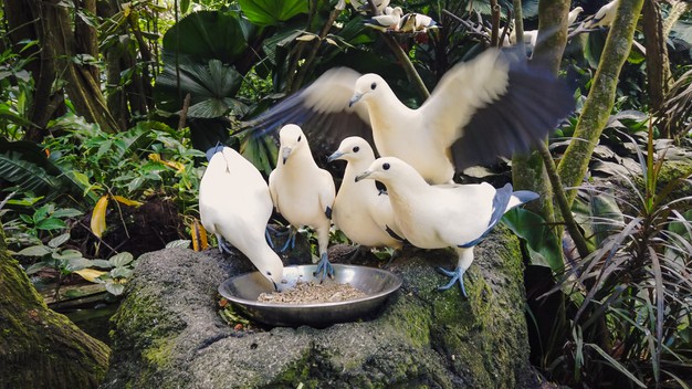 https://www.freepik.com/premium-photo/wild-pigeons-white-blue-color-eat-from-bowl-standing-gray-stone_10597145.htm#page=1&query=pigeon%20eating&position=10