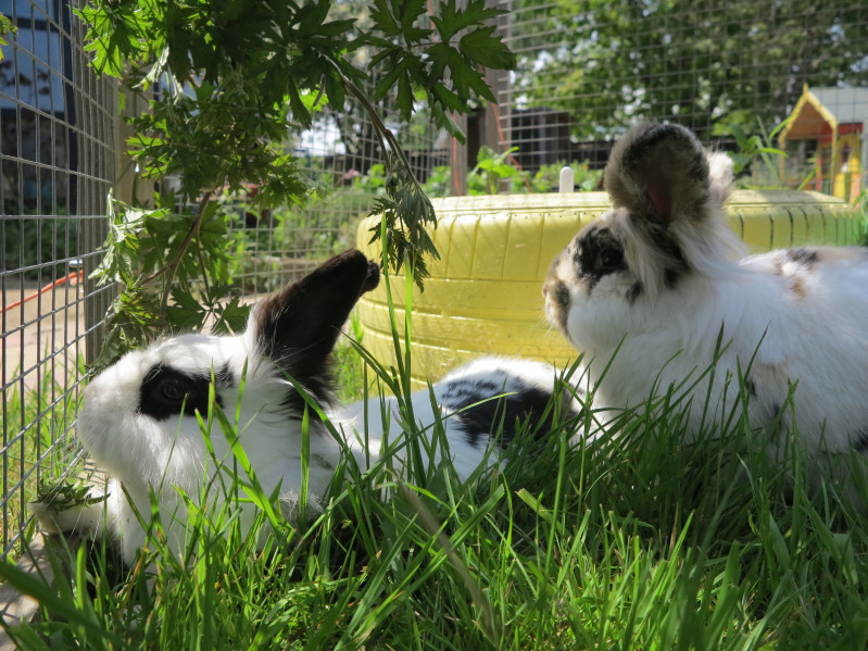 How to trim your rabbits nails | Wood Green - The Animals Charity