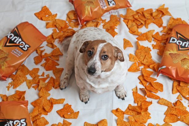 Obese dog that demolished Doritos put on life-saving diet after struggling to breath - Daily Star