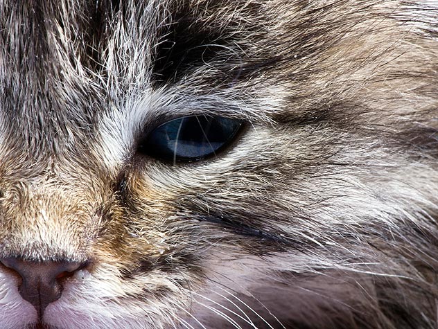 Treatments for Conjunctivitis in Cats | Petfinder