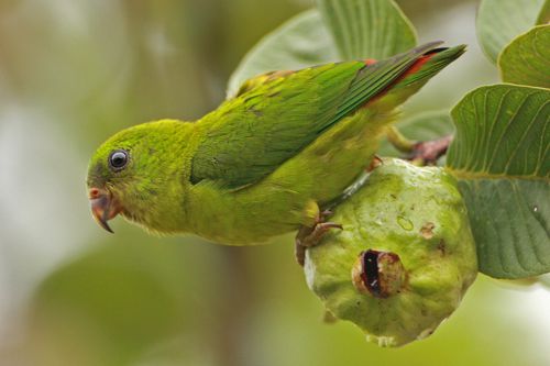 Blue-crowned Hanging dog and guava – Bird Ecology Study Group