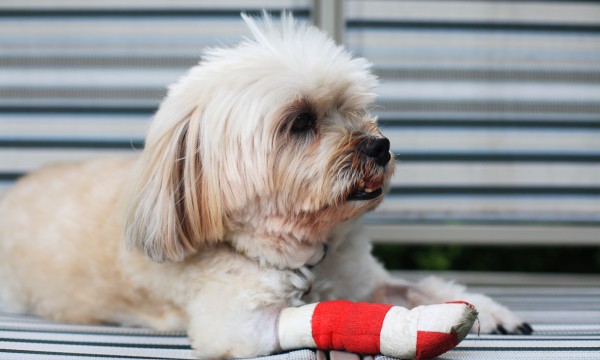 How to identify injuries and treat your dog&#39;s limping | Smart Tips