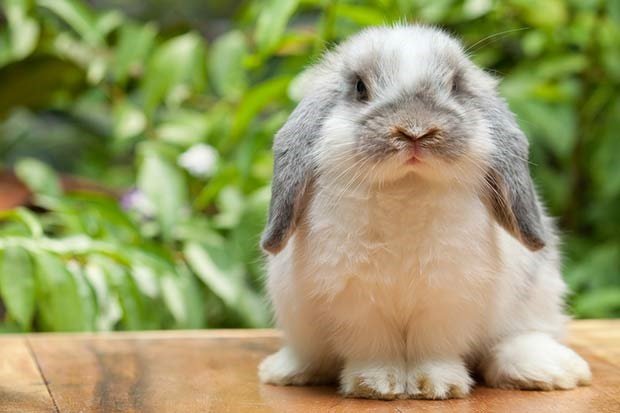 Your kids want a bunny? Here&#39;s all you need to know | Parent