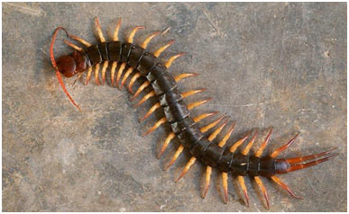 8 Most Dangerous Centipedes [Scolopendridae, Scolopendra cingulata, Amazonian giant centipede]