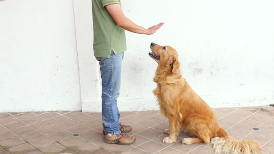 How to Train a Dog to Stay (with Pictures) - wikiHow Pet