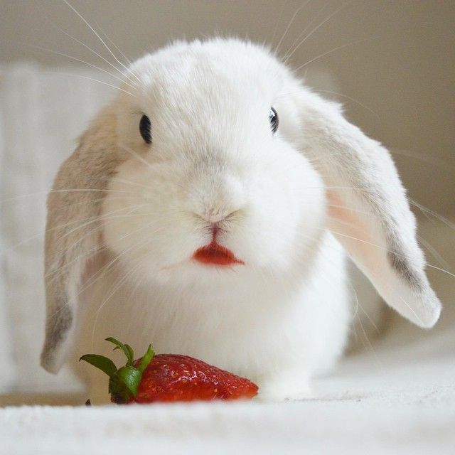 Can Rabbits Eat Strawberries? - Yes, but be careful! - Read more on rabbits .life