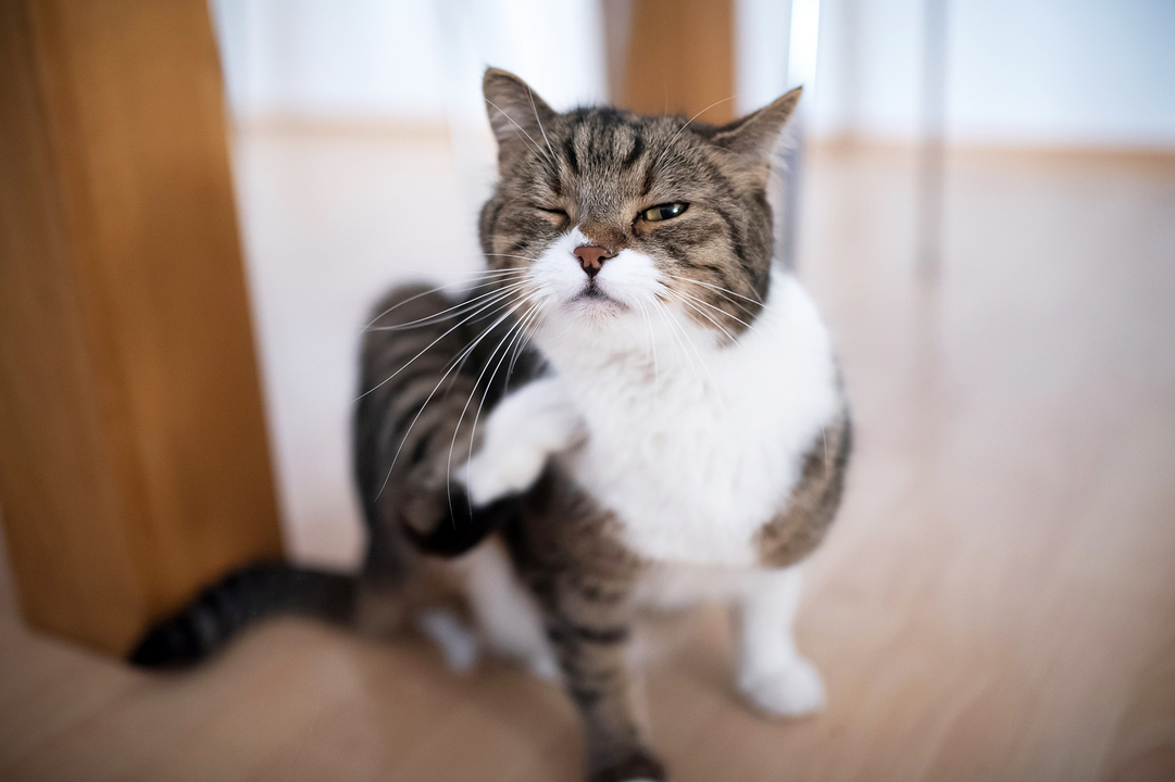 Can I Give My Itchy Cat Benadryl? | Daily Paws