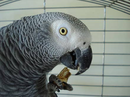 Foods Toxic To Pet Birds – Pet Birds by Lafeber Co.
