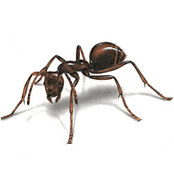 Ants | Facts &amp; Identification, Control &amp; Prevention