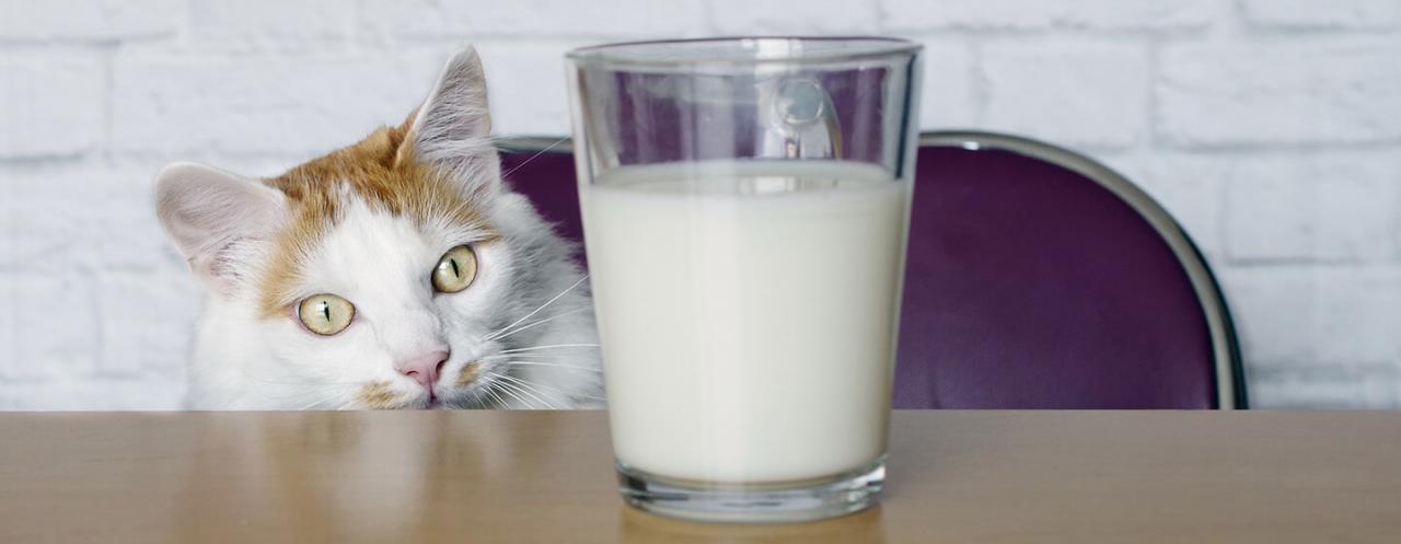 What Do Cats Drink &amp; Is Milk Bad for Cats? | Purina
