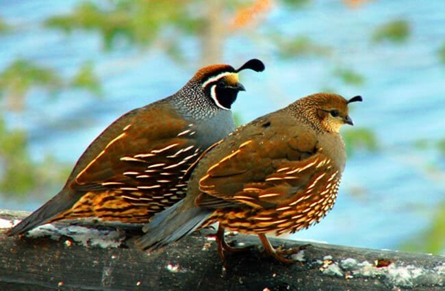 California Quail - Description, Habitat, Image, Diet, and Interesting Facts