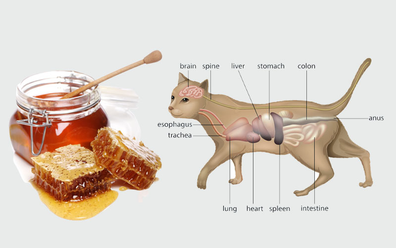 6 Most Well Guarded Secrets About Can Cats Eat Honey