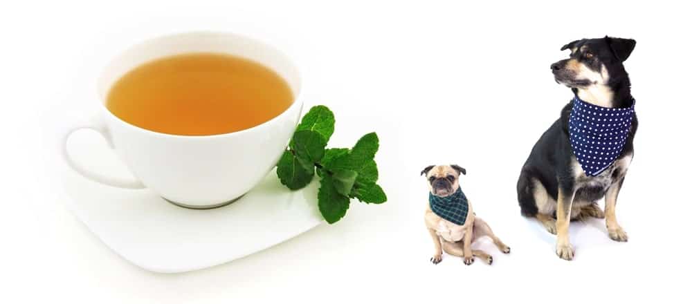 Can Dogs Drink Tea or NOT | Tea-and-Coffee.com