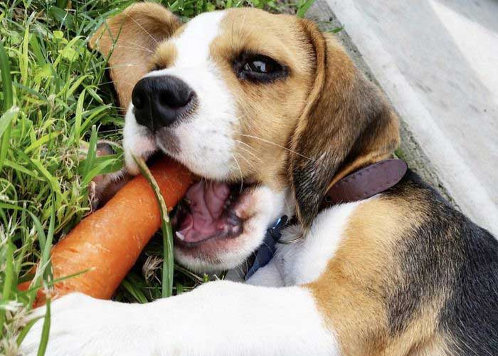 Can Dogs Eat Carrots? Guide for Responsible Dog Owners