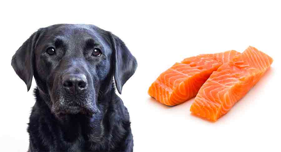 Can Dogs Eat Salmon? How To Safely Feed Salmon To Your Dog