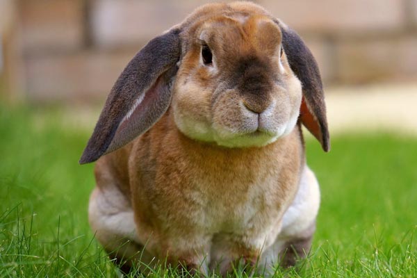 Can Rabbits Eat dogs Food: Why This Isn&#39;t the Best Idea – Small Pets 101