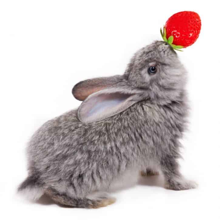 Can Rabbits Eat Strawberries? - Or are they berry dangerous for rabbits?