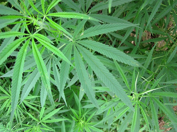 Cannabis sativa (Hashish, Hemp, Indian Hemp, Marihuana, Marijuana, Pot) |  North Carolina Extension Gardener Plant Toolbox
