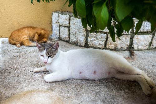 how to tell if the cat is pregnant online -