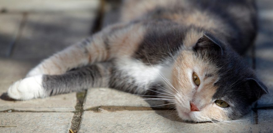 Cat Poisoned Symptoms | Has My Cat Been Poisoned? | Vets Now