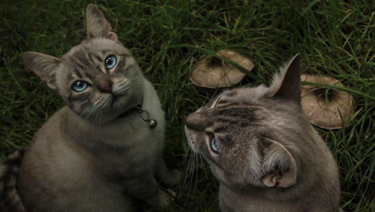 Can Cats Eat Mushrooms? Are Mushrooms Safe For Cats? - CatTime