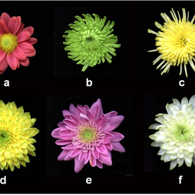 Characterization of chrysanthemum flowers. a, &#39;Bodeka&#39; (red color and... |  Download Scientific Diagram