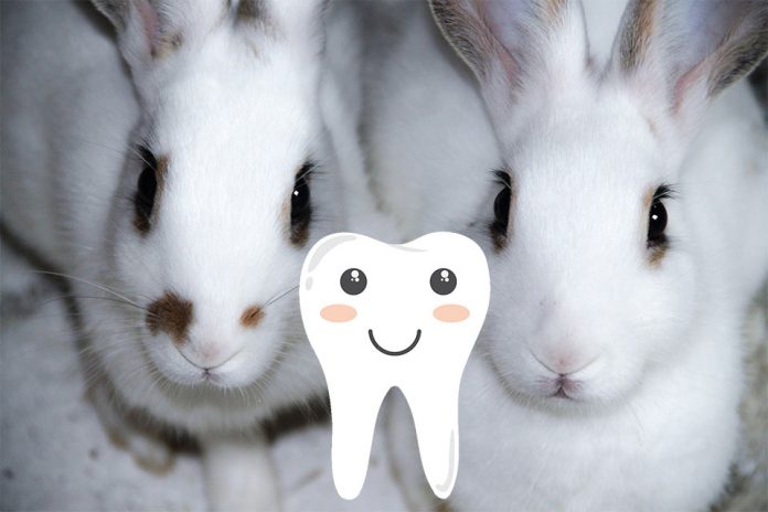 Do Rabbits Have Nerves in Their Teeth | Petsial