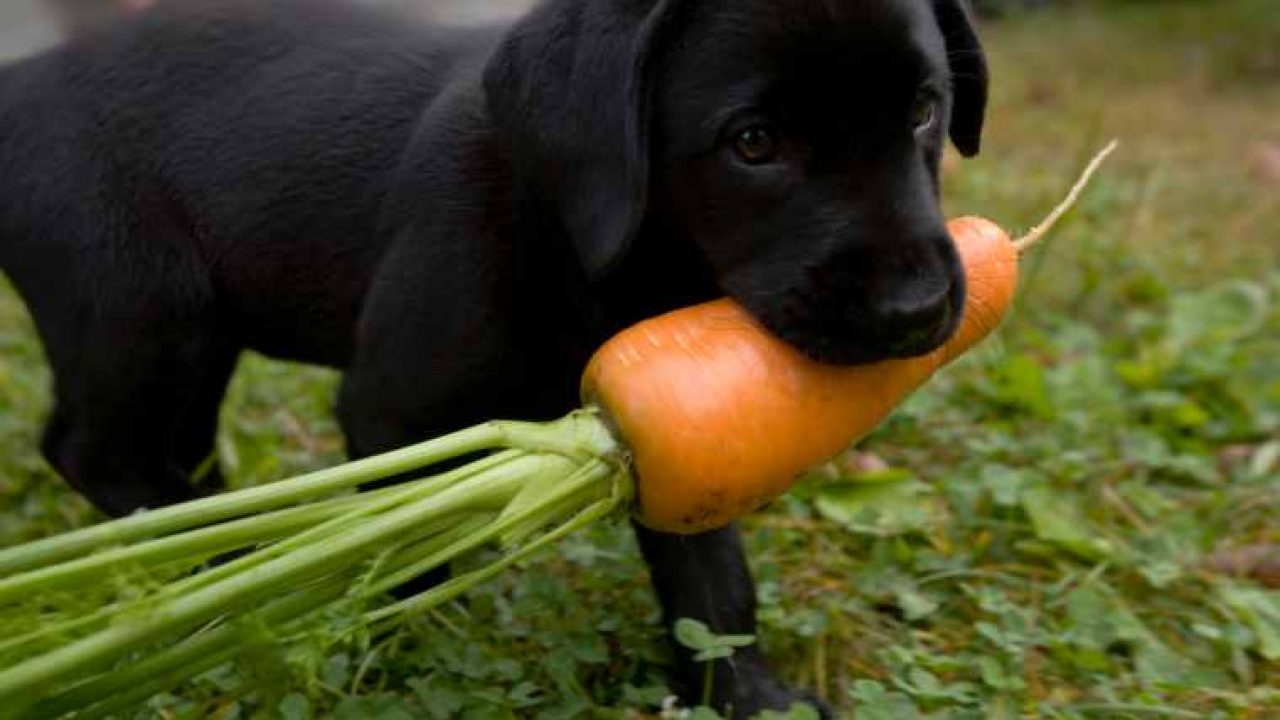 Can Dogs Eat Carrots? Are Carrots Safe For Dogs? - DogTime