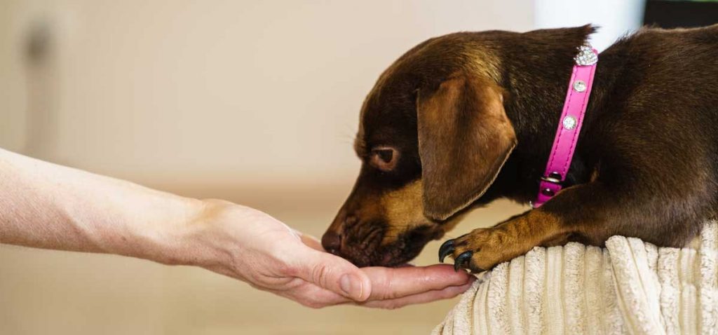 Can Dogs Eat Doritos? - PetSchoolClassroom