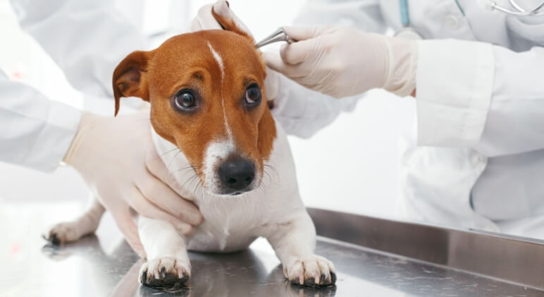 Ear Mites In Dogs: What Pet Parents Should Know - Proud Dog Mom