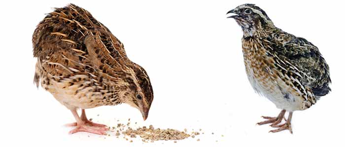 Feeding Quail