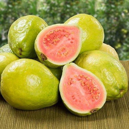 Ruby Supreme Guava Trees for Sale– FastGrowingTrees.com