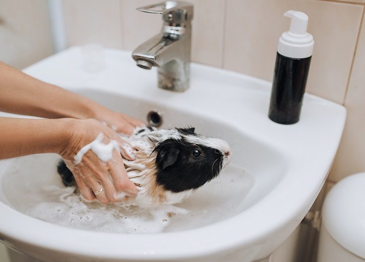 7 Safe &amp; Effective Alternatives to dogs Shampoo | Pet Keen