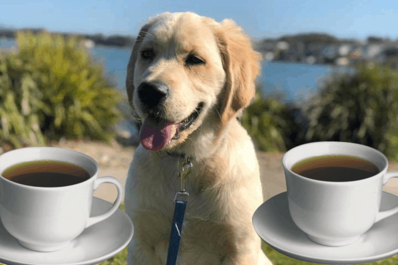 Can Dogs Drink Tea? - Golden Retriever Love