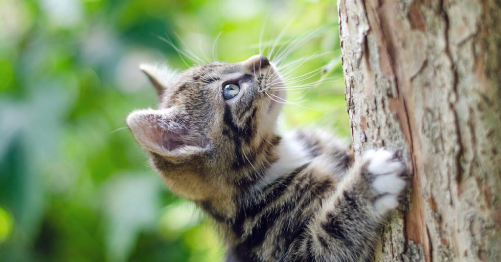 can-cats-die-from-weed-killer-petschoolclassroom