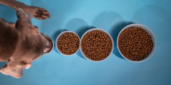 How Much and How Often Should You Feed Your Dog?