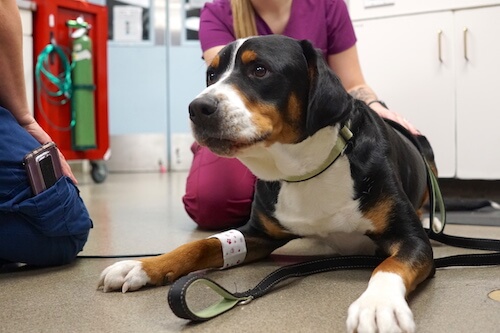 When to See an Emergency Vet for Your Dog&#39;s Limping - Emergency Veterinary Hospital