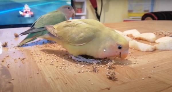 Lovebird Diet | dog World