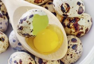 Can Quail Eat Eggs? - PetSchoolClassroom