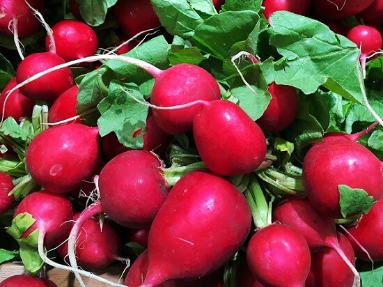 Can Rabbits Eat Radishes? - We&#39;re All About Pets