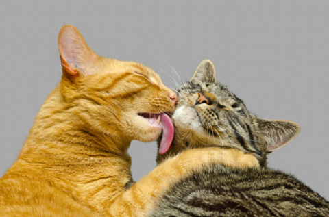 How To Introduce Cats So They Don&#39;t End Up Hating Each Other – Meowingtons