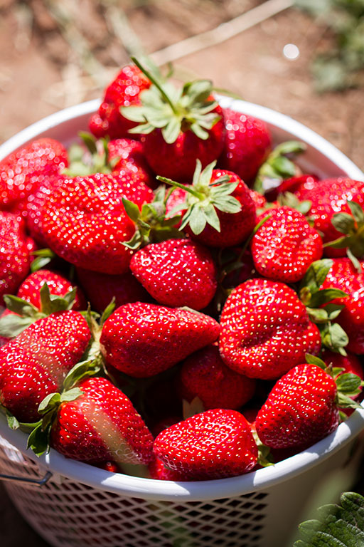 75 U-Pick Farms for Strawberry Picking in Virginia