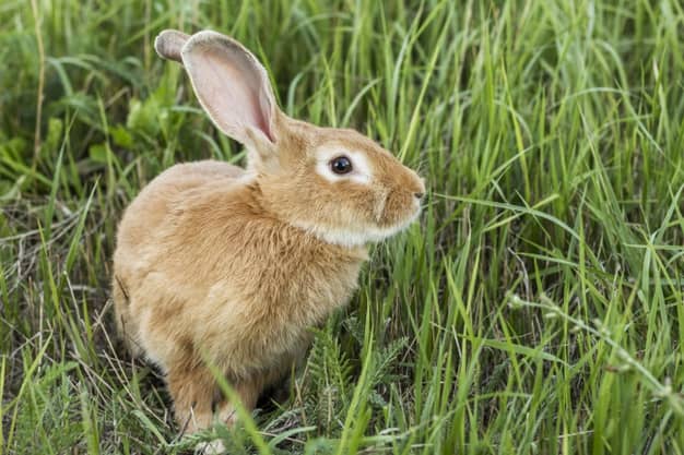 How Long Do Rabbits Live As Pets (Or How Long Do Rabbits In Wild)?